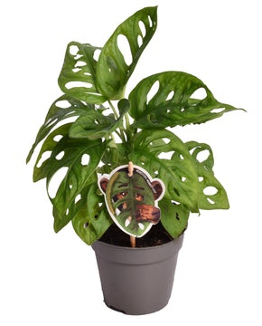 Monstera adansonii