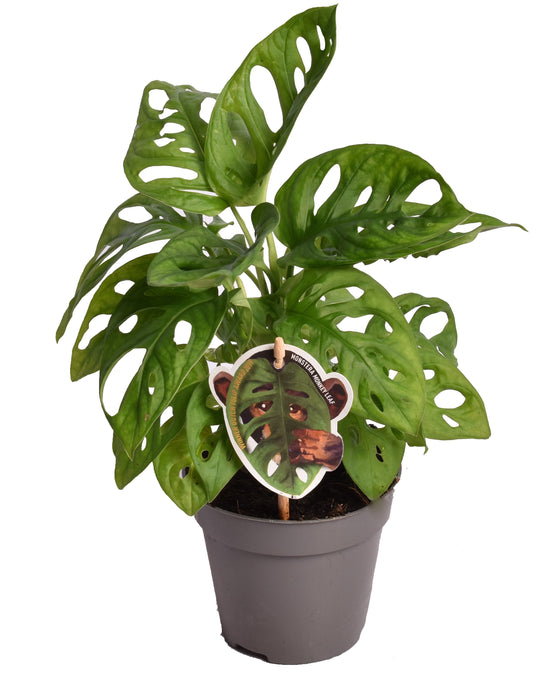 Monstera adansonii Image 1