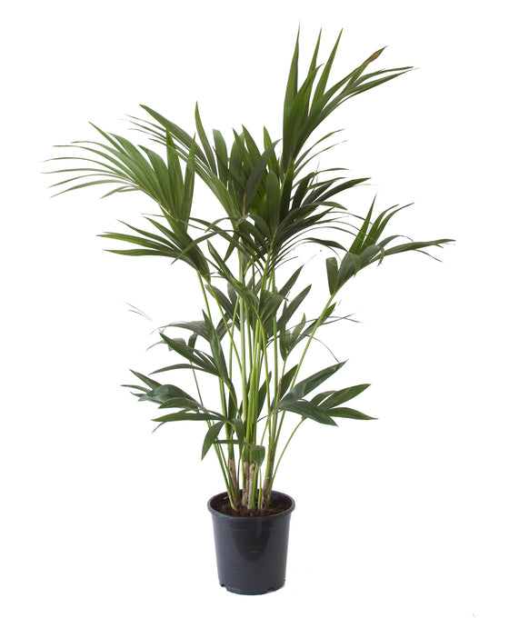 Howea forsteriana - Kentia Palm Image 2