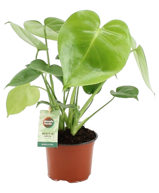 Monstera deliciosa Image 6