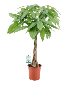 Pachira aquatica