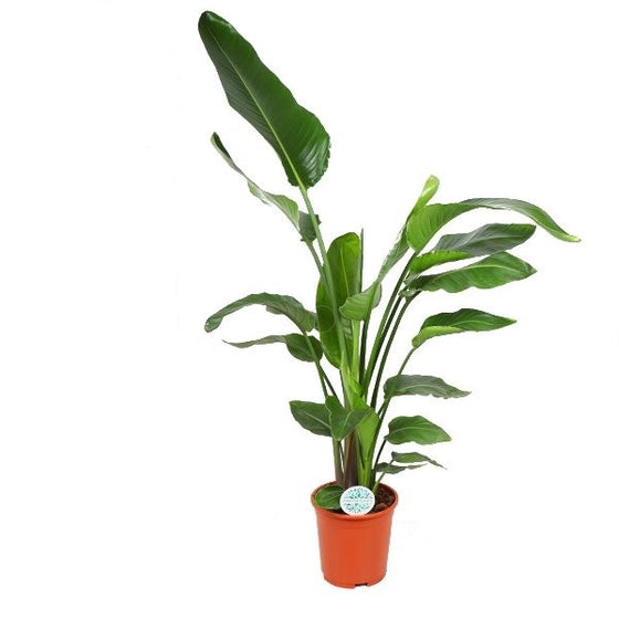 Strelitzia nicolai Image 4