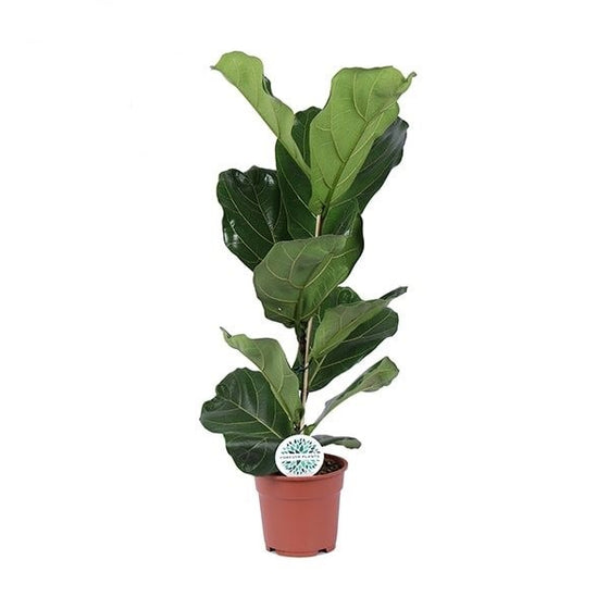 Ficus lyrata 'Fiddle Leaf Fig' Image 6