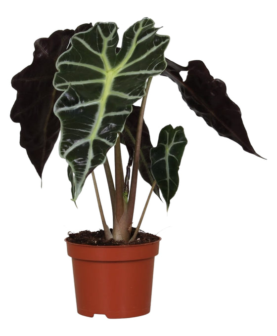 Alocasia 'Polly' Image 2