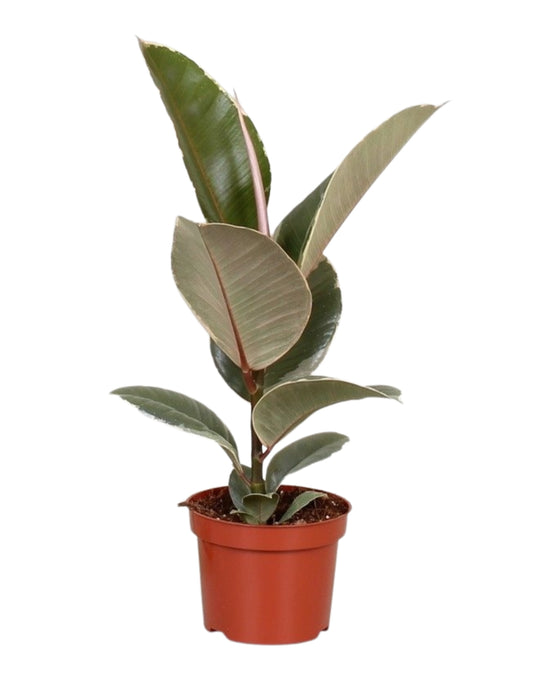 Ficus elastica Image 5