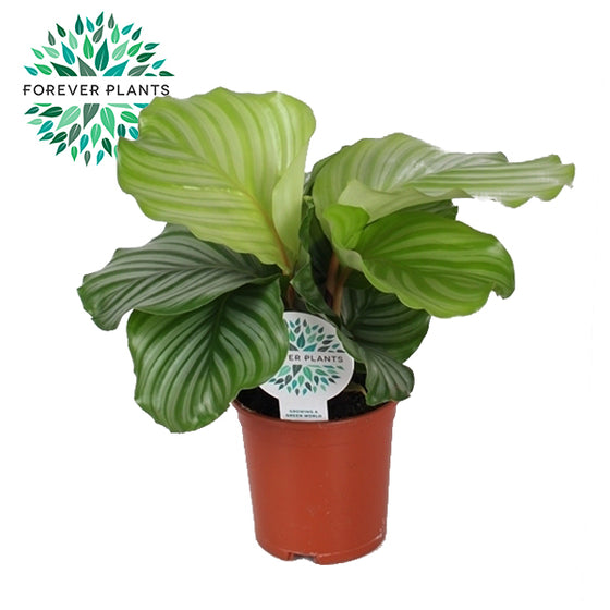 Calathea orbifolia Image 3