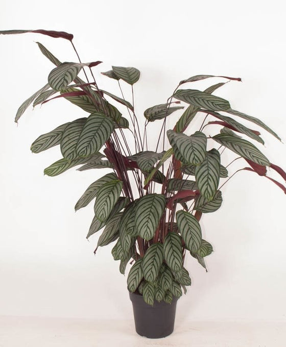 Ctenanthe setosa Image 2