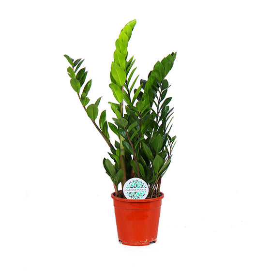 Zamioculcas zamiifolia - ZZ plant Image 6