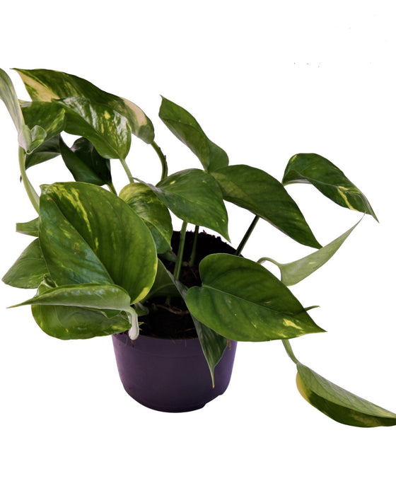 Epipremnum aureum - Devils Ivy, Pothos Image 4