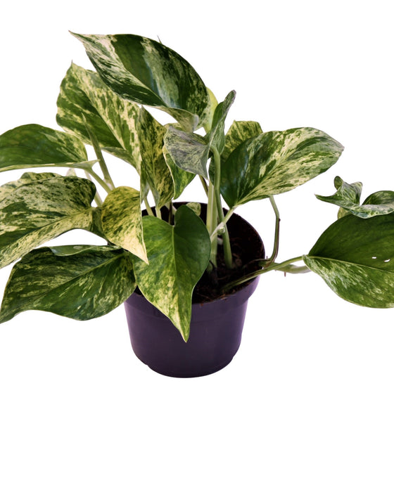 Epipremnum aureum 'Marble Queen' Image 4