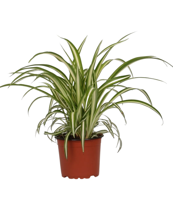 Chlorophytum comosum ‘Variegatum’ Image 2