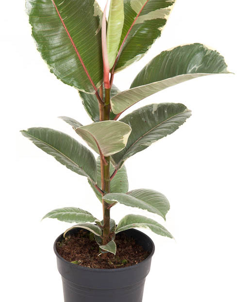 Ficus elastica Image 4