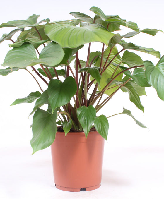 Homalomena rubescens x Maggy Image 2