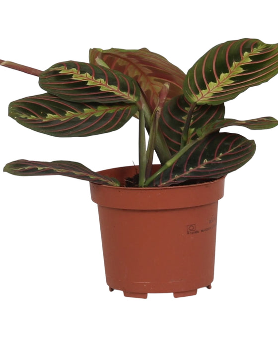 Maranta leuconeura var. Erythroneura Image 3