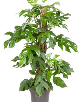 Rhaphidophora tetrasperma