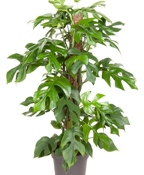 Rhaphidophora tetrasperma Image 1