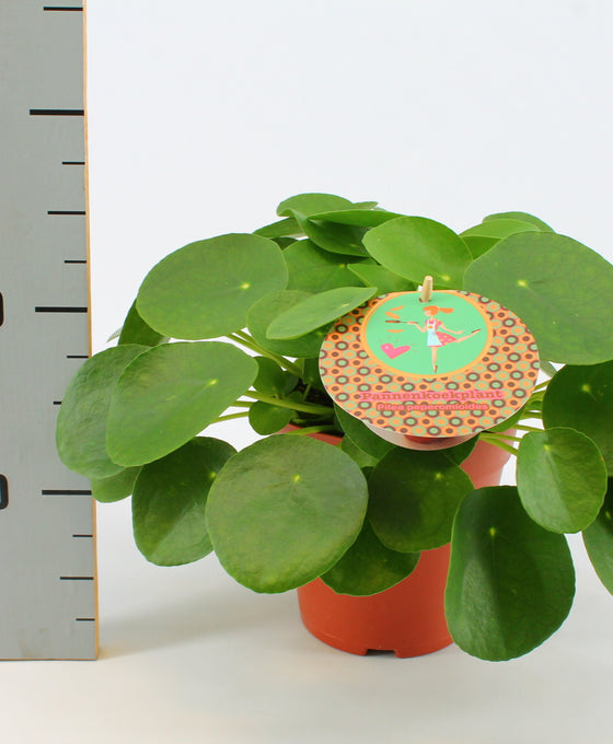 Pilea peperomioides Image 5