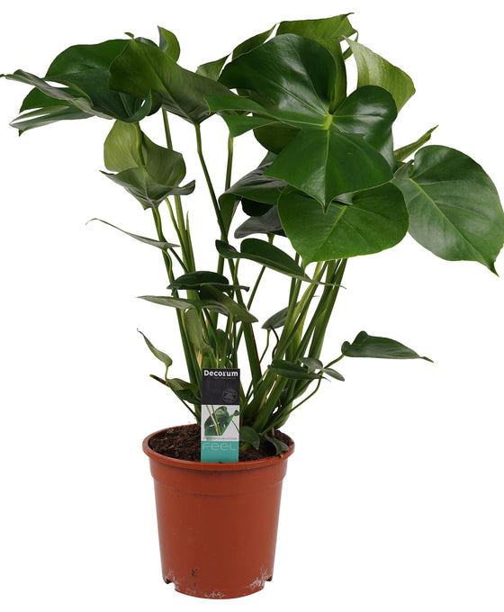 Monstera deliciosa Image 8