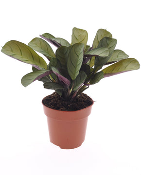 Ctenanthe burle-marxii 'Amagris'