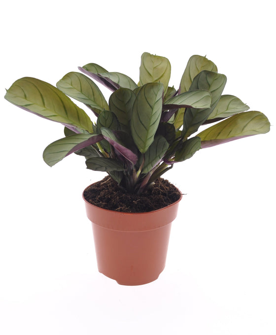 Ctenanthe burle-marxii 'Amagris' Image 1