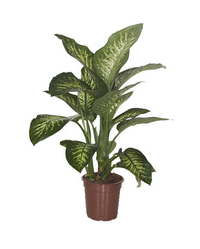 Dieffenbachia 'Reeva'
