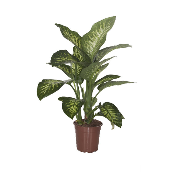 Dieffenbachia 'Reeva' Image 1