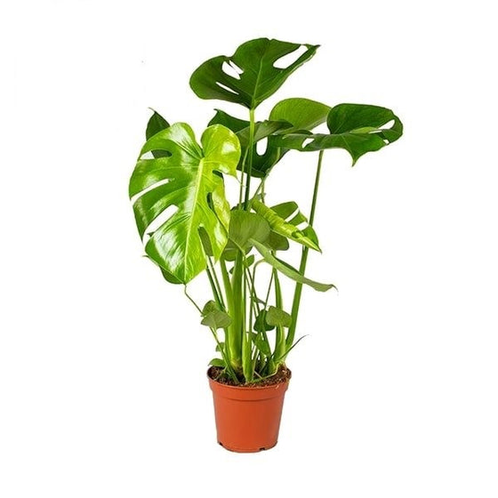 Monstera deliciosa Image 7