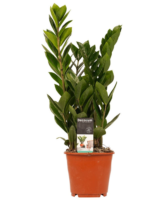 Zamioculcas zamiifolia - ZZ plant Image 4