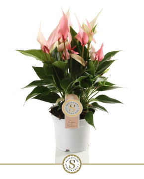 Anthurium andraeanum 'Lilli'