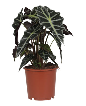 Alocasia 'Polly'
