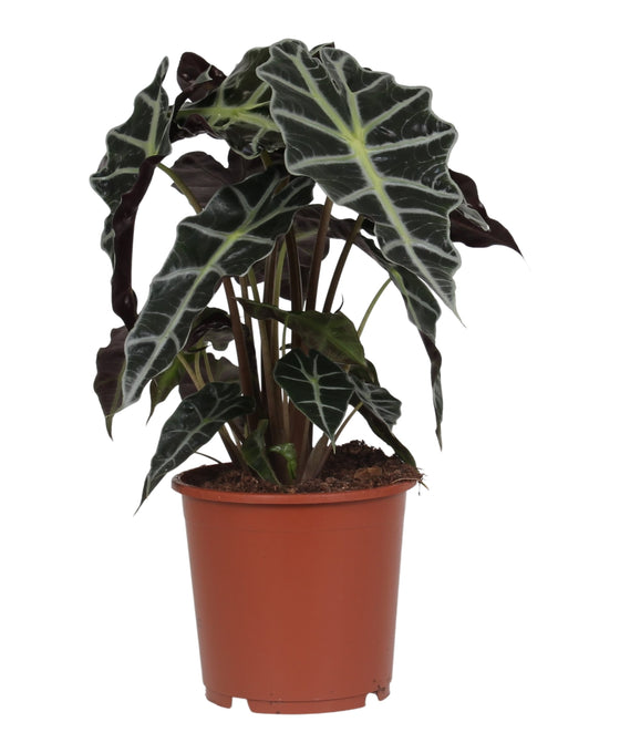 Alocasia 'Polly' Image 1