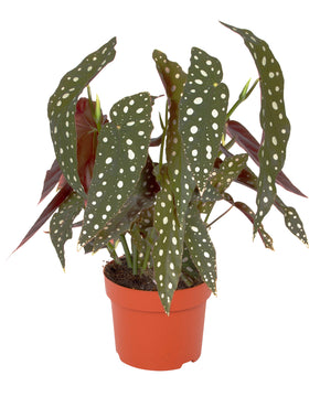 Begonia maculata 'Wightii'