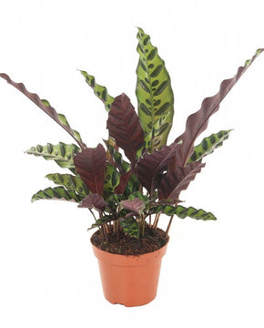 Calathea lancifolia