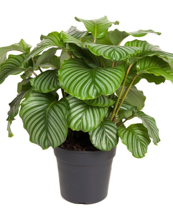 Calathea orbifolia Image 2