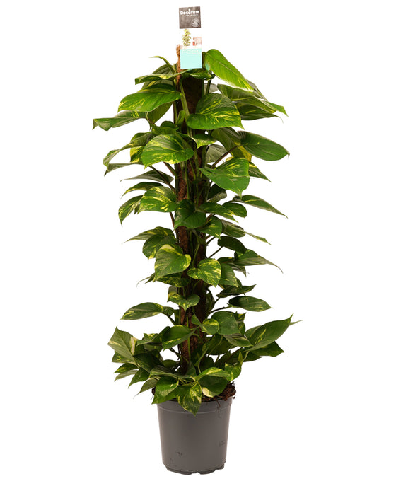 Epipremnum aureum - Devils Ivy, Pothos Image 6