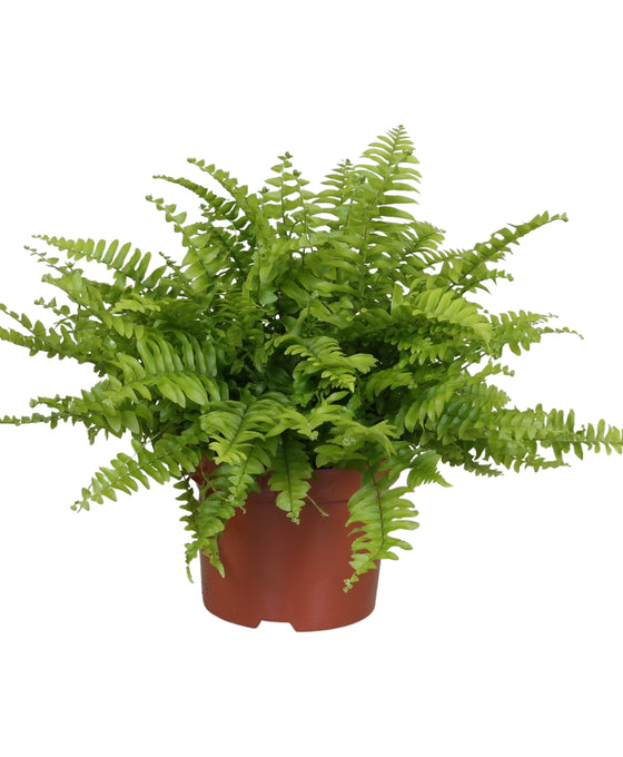 Nephrolepis exaltata 'Green Lady' Image 1