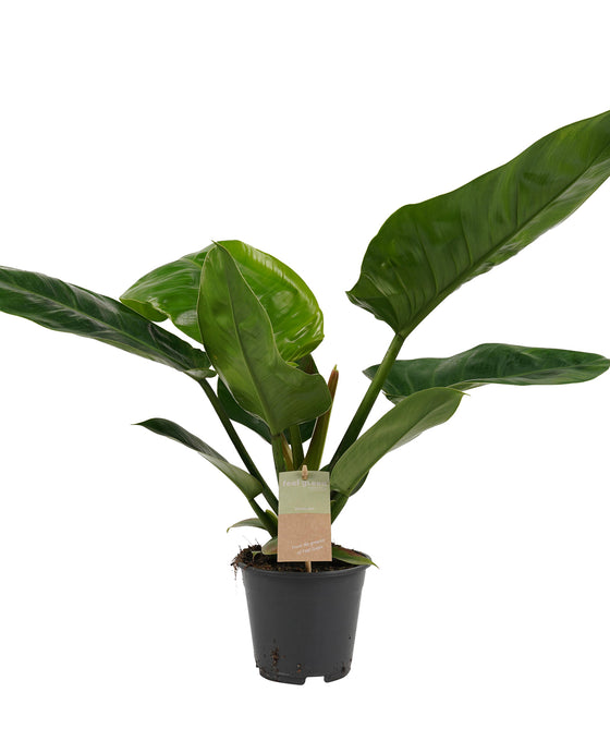 Philodendron 'Imperial Green' Image 2