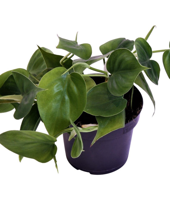 Philodendron scandens Image 5