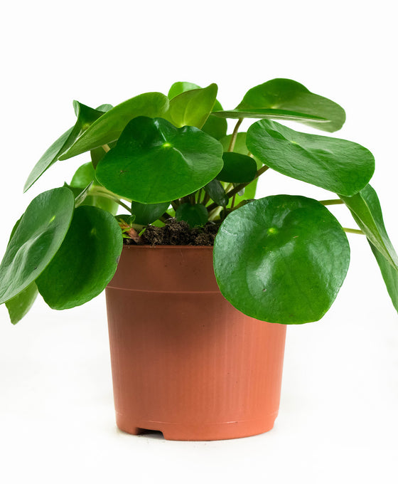 Pilea peperomioides Image 2