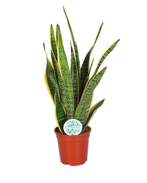 Sansevieria trifasciata 'Laurentii'