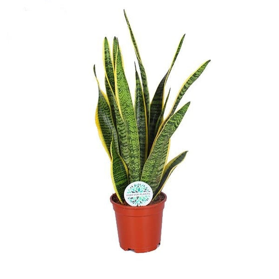 Sansevieria trifasciata 'Laurentii' Image 1