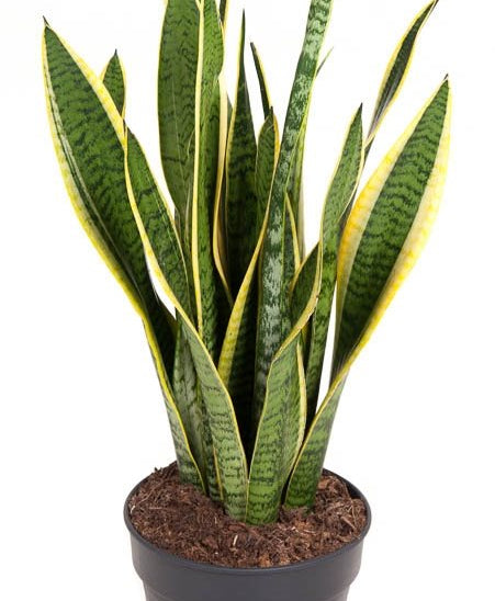 Sansevieria trifasciata 'Laurentii' Image 2