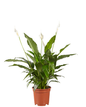 Spathiphyllum wallisii