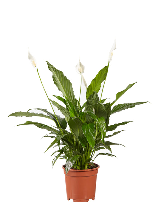 Spathiphyllum wallisii Image 1