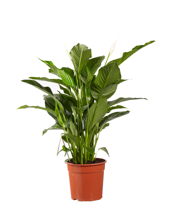 Spathiphyllum wallisii Image 2