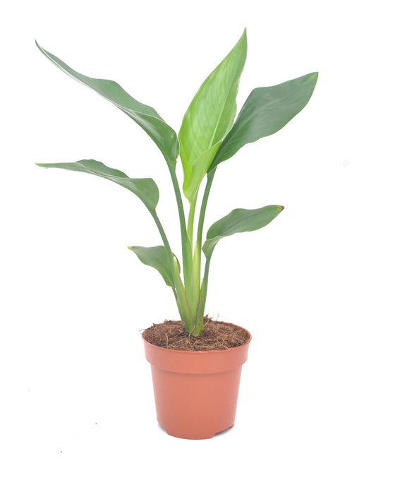 Strelitzia nicolai Image 6