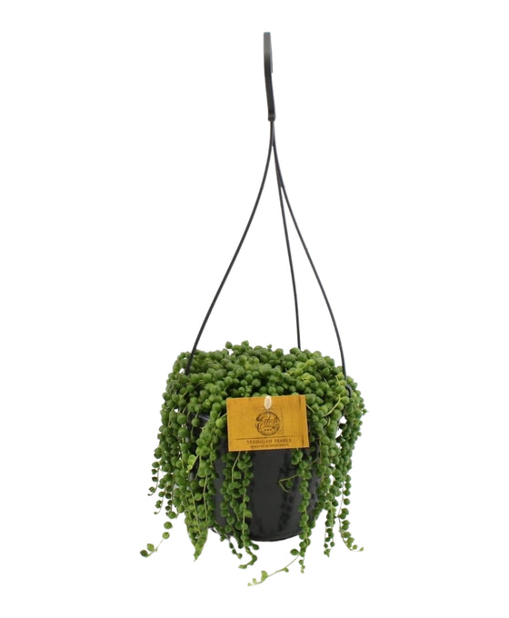 Curio rowleyanus - String of Pearls Image 1