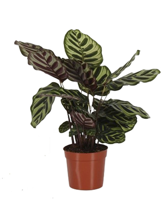 Calathea makoyana Image 4