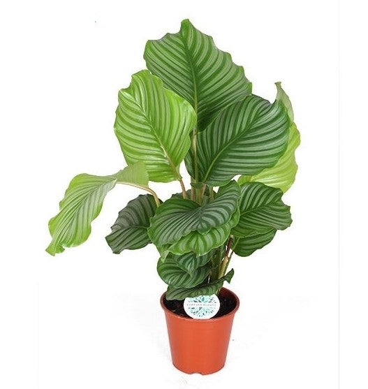 Calathea orbifolia Image 4