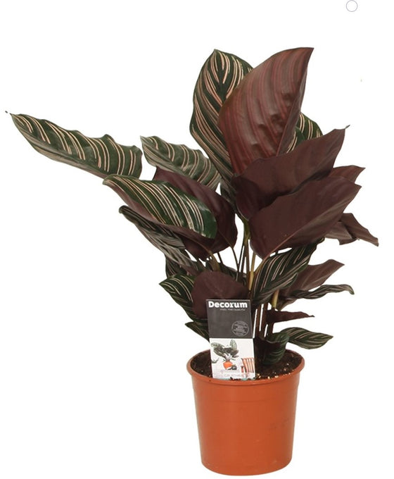 Calathea ornata Image 4